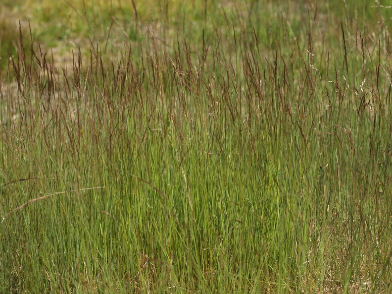 Agrostis_vinealis_Sand-Hvene_21062012_Fasterholt_004.JPG
