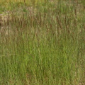 Agrostis vinealis (Sand-Hvene)