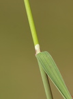 Agrostis vinealis (Sand-Hvene)