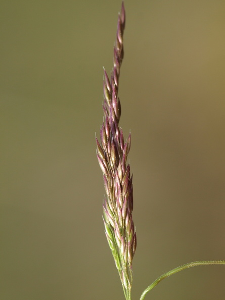 Agrostis_vinealis_Sand-Hvene_21062012_Fasterholt_018.JPG