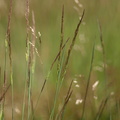 Agrostis_vinealis_Sand-Hvene_21062012_Fasterholt_023.JPG