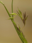 Agrostis vinealis (Sand-hvene)