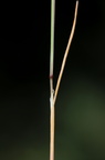 Aira caryophyllea (Udspærret Dværgbunke)