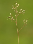 Aira caryophyllea (Udspærret Dværgbunke)