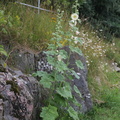 Alcea rosea (Almindelig Stokrose)