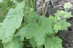 Alcea rosea (Almindelig Stokrose)