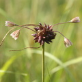 Allium oleraceum (Vild løg)