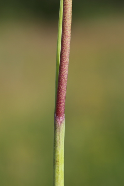 Allium_oleraceum_Vild_loeg_25072016_Vrangstrup_Glumsoe_026.JPG