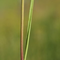 Allium oleraceum (Vild løg)