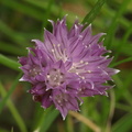 Allium schoenoprasum var. schoenoprasum (Purløg)