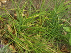 Allium schoenoprasum var. schoenoprasum (Purløg)