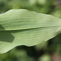 Allium ursinum (Rams-Løg)
