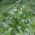 Allium ursinum (Rams-Løg)