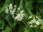 Allium ursinum (Rams-løg)
