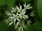 Allium ursinum (Rams-løg)