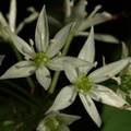 Allium_ursinum_Rams-loeg_20052008_Risskov__AArhus_008.JPG