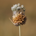 Allium vineale (Sand-Løg)