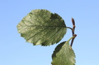 Alnus viridis (Grøn el)