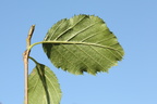 Alnus viridis (Grøn el)