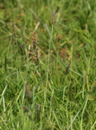 Alopecurus geniculatus (Knæbøjet Rævehale)