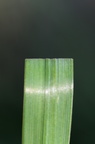 Alopecurus pratensis (Eng-Rævehale)