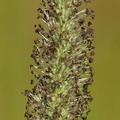 Alopecurus pratensis (Eng-rævehale)