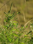 Ambrosia artemisiifolia (Bynke-Ambrosie)