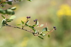 Amelanchier spicata (Aks-Bærmispel)