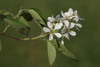 Amelanchier spicata (Aks-Bærmispel)