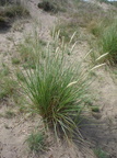 Ammophila arenaria (Sand-hjælme)