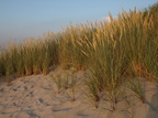 Ammophila arenaria (Sand-hjælme)