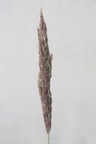 Ammophila arenaria x Calamagrostis epigeios (Østersø-Hjælme)