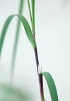 Ammophila arenaria x Calamagrostis epigeios (Østersø-Hjælme)