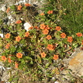 Anagallis arvensis (Rød arve)