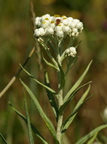 Anaphalis margaritacea (Perlekurv)