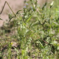 Anchusa arvensis (Krumhals)