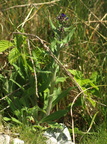 Anchusa officinalis (Læge-oksetunge)