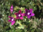 Anchusa officinalis (Læge-oksetunge)