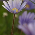 Anemone blanda (Balkan-anemone)