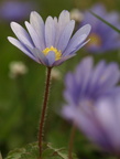 Anemone blanda (Balkan-anemone)
