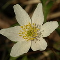 Anemone nemorosa (Hvid anemone)