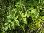 Angelica archangelica ssp. litoralis (Strand-Kvan)