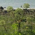 Angelica archangelica ssp. litoralis (Strand-kvan)
