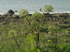 Angelica archangelica ssp. litoralis (Strand-kvan)