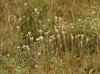 Antennaria dioica (Kattefod)
