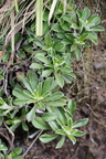 Antennaria dioica (Kattefod)