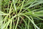 Anthericum liliago (Ugrenet Edderkopurt)