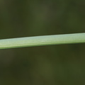 Anthericum liliago (Ugrenet Edderkopurt)
