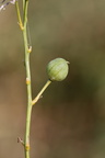 Anthericum ramosum (Grenet Edderkopurt)