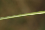 Anthericum ramosum (Grenet Edderkopurt)